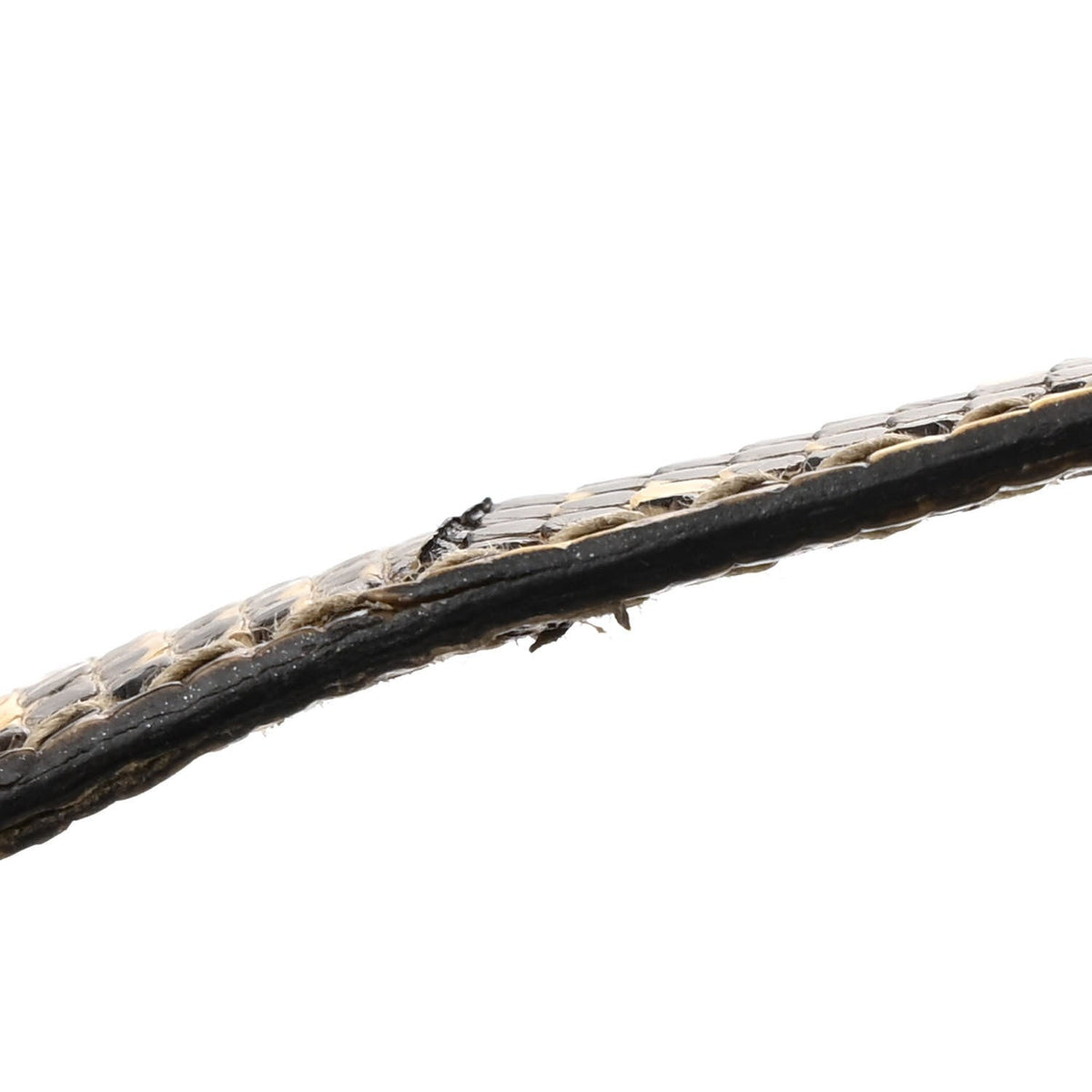 Lizard Constance 18 Ombre