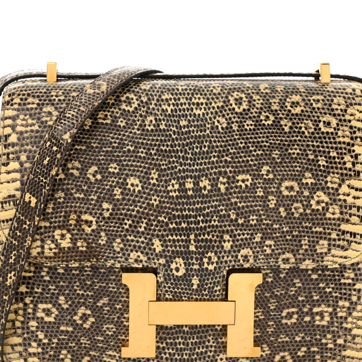 Lizard Constance 18 Ombre